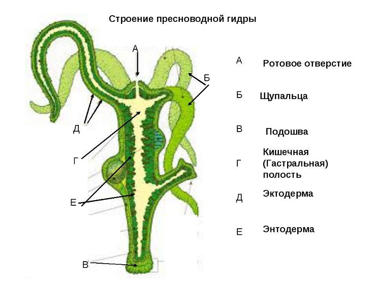 Как найти ссылку на кракен